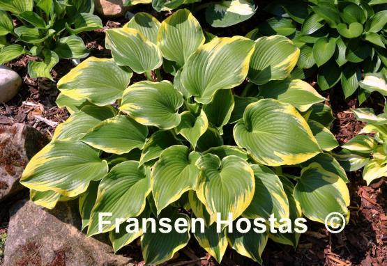 Hosta Memories of Dorothy